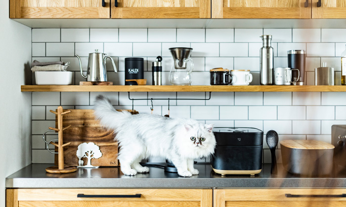 猫 キッチン | インゾーネの家